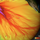 Image for article titled Japan's Devastating Earthquake: What We Know And How You Can Help